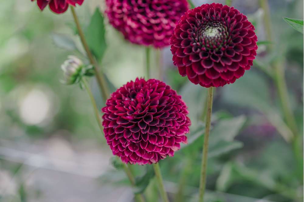 Dahlia 'Black Pierre'